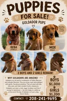 Red Goldadors , a  Goldador for sale in Idaho Falls, ID – 2 of 8