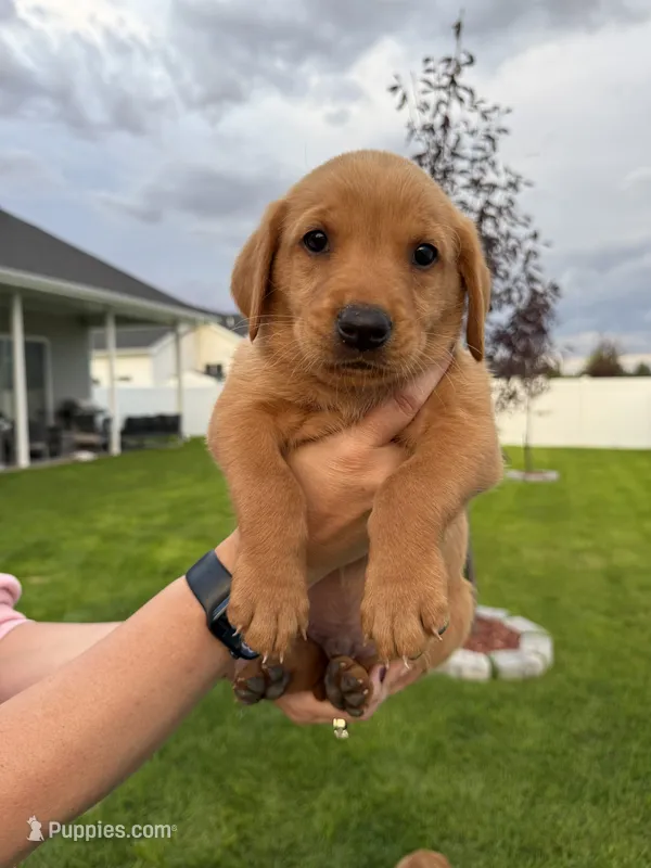 Red Goldadors  – Goldador puppy for sale in Idaho Falls, ID