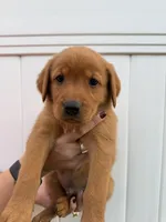 Red Goldadors , a  Goldador for sale in Idaho Falls, ID – 3 of 8