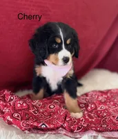 Cherry, a female Bernese Mountain Dog for sale in Winchester, TN – Photo 2 of 2