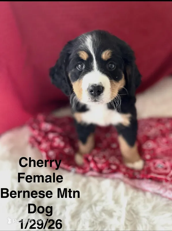 Cherry – Bernese Mountain Dog puppy for sale in Winchester, TN