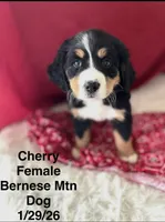 Cherry, a female Bernese Mountain Dog for sale in Winchester, TN – Photo 1 of 2