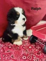 Ralph, a male Bernese Mountain Dog for sale in Winchester, TN – Photo 2 of 2