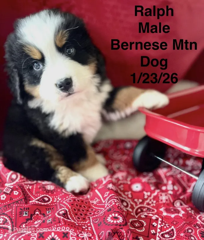 Ralph – Bernese Mountain Dog puppy for sale in Winchester, TN