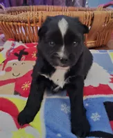 processed/c6f4b512-1d57-4f24-bd71-e4e21da2951c/listing/ae3274b5-90c0-4f6d-993e-cf5c0507cdfd/1e02da97-2f81-4b9d-b613-9388ff009d9b