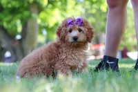 Indy, a male Cavapoo for sale in Fresno, OH – 3 of 10