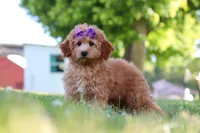 Indy, a male Cavapoo for sale in Fresno, OH – 4 of 10