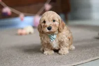 Elijah , a male Cavapoo for sale in Fresno, OH – Photo 8 of 10