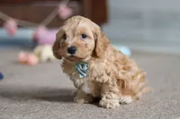 Elijah , a male Cavapoo for sale in Fresno, OH – Photo 6 of 10