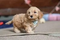 Elijah , a male Cavapoo for sale in Fresno, OH – Photo 7 of 10