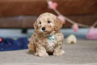 Elijah , a male Cavapoo for sale in Fresno, OH – Photo 3 of 10