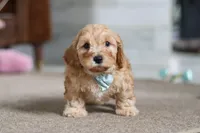 Elijah , a male Cavapoo for sale in Fresno, OH – Photo 2 of 10