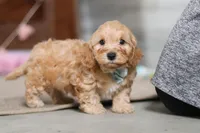 Elijah , a male Cavapoo for sale in Fresno, OH – Photo 4 of 10