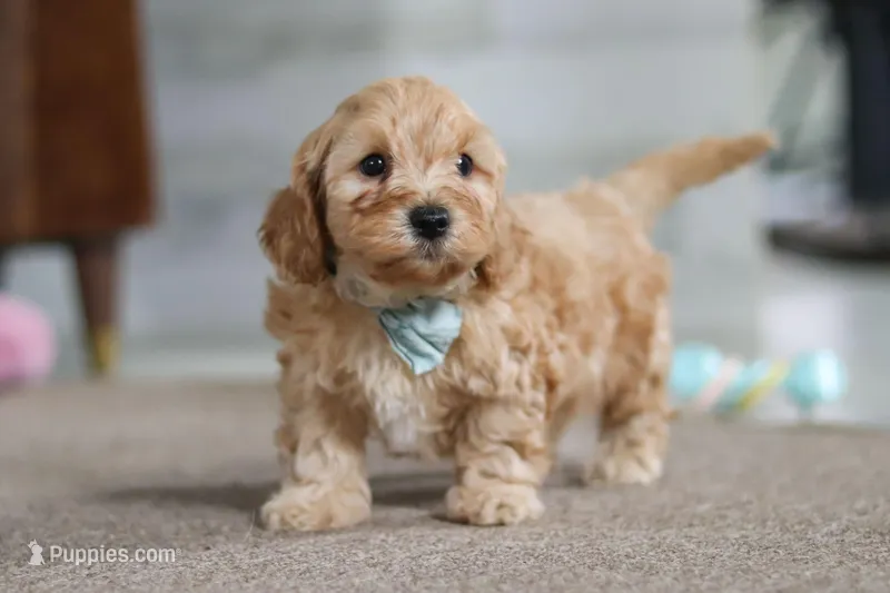 Elijah  – Cavapoo puppy for sale in Fresno, OH