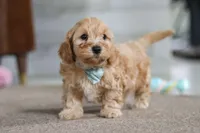 Elijah , a male Cavapoo for sale in Fresno, OH – Photo 1 of 10