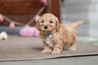 Elijah , a male Cavapoo for sale in Fresno, OH – Photo 10 of 10