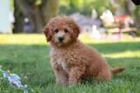 Indy, a male Cavapoo for sale in Fresno, OH – 9 of 10