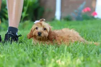 Alexa, a female Cavapoo for sale in Fresno, OH – 2 of 10