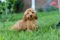 Alexa, a female Cavapoo for sale in Fresno, OH – 9 of 10
