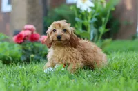 Alexa, a female Cavapoo for sale in Fresno, OH – 6 of 10