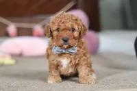 Henry, a male Cavapoo for sale in Fresno, OH – Photo 5 of 8