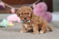 Henry, a male Cavapoo for sale in Fresno, OH – Photo 2 of 8