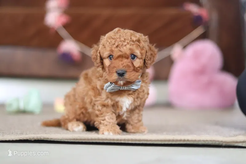 Henry – Cavapoo puppy for sale in Fresno, OH