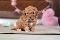 Henry, a male Cavapoo for sale in Fresno, OH – Photo 8 of 8