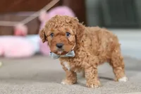 Henry, a male Cavapoo for sale in Fresno, OH – Photo 6 of 8