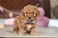 Henry, a male Cavapoo for sale in Fresno, OH – Photo 7 of 8