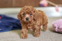 Lacey, a female Cavapoo for sale in Fresno, OH – Photo 4 of 6