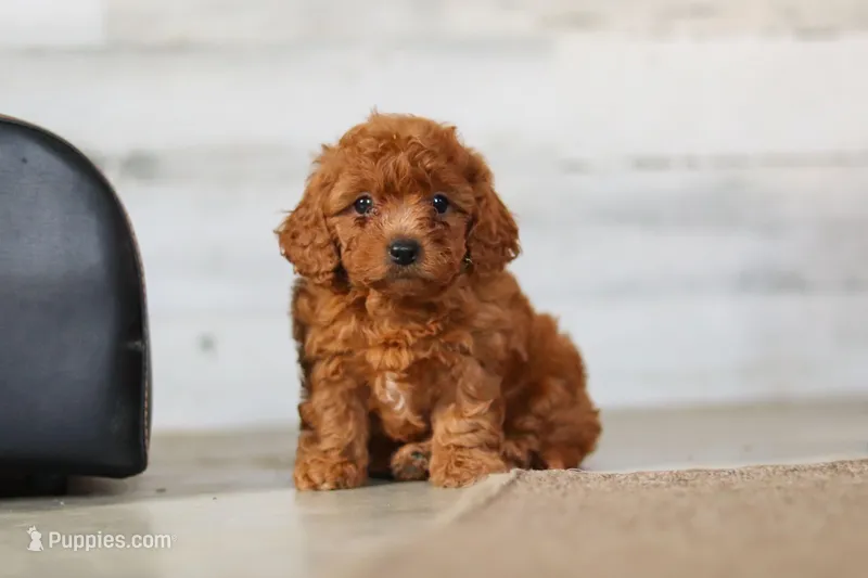 Lacey – Cavapoo puppy for sale in Fresno, OH