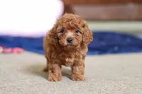 Lacey, a female Cavapoo for sale in Fresno, OH – Photo 6 of 6