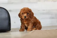 Lacey, a female Cavapoo for sale in Fresno, OH – Photo 2 of 6