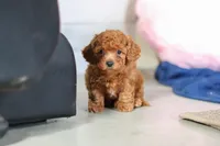 Lacey, a female Cavapoo for sale in Fresno, OH – Photo 5 of 6