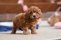 Lacey, a female Cavapoo for sale in Fresno, OH – Photo 3 of 6