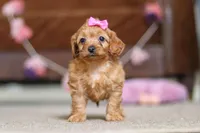 Alexa, a female Cavapoo for sale in Fresno, OH – Photo 2 of 7