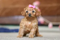 Alexa, a female Cavapoo for sale in Fresno, OH – Photo 7 of 7