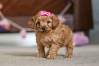 Alexa, a female Cavapoo for sale in Fresno, OH – Photo 1 of 7