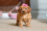 Alexa, a female Cavapoo for sale in Fresno, OH – Photo 6 of 7