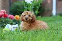 Alexa, a female Cavapoo for sale in Fresno, OH – 10 of 10
