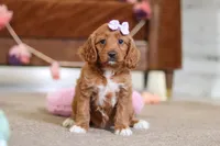 Judy, a female Cavapoo for sale in Fresno, OH – Photo 5 of 6