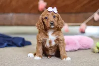 Judy, a female Cavapoo for sale in Fresno, OH – Photo 6 of 6