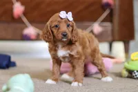 Judy, a female Cavapoo for sale in Fresno, OH – Photo 2 of 6