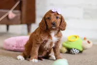 Judy, a female Cavapoo for sale in Fresno, OH – Photo 4 of 6