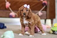 Judy, a female Cavapoo for sale in Fresno, OH – Photo 3 of 6