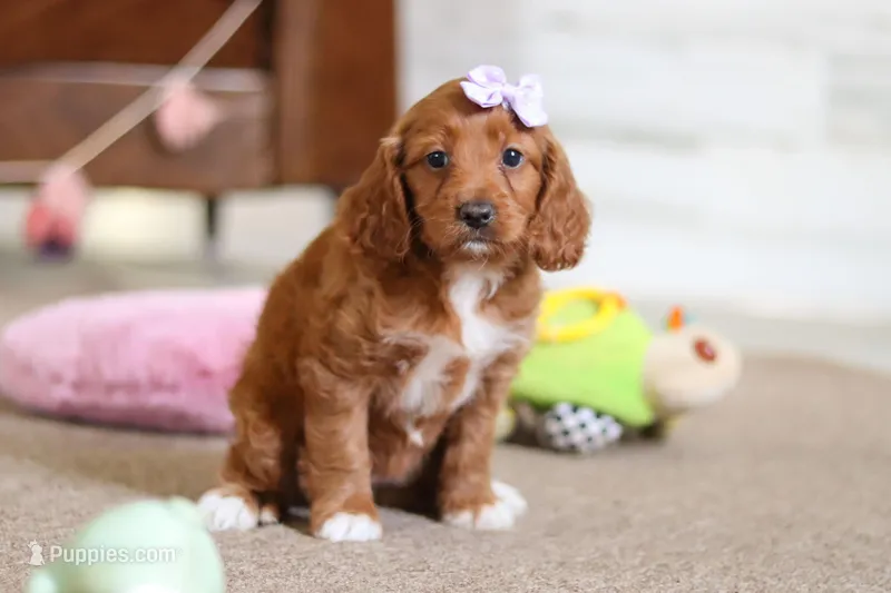 Judy – Cavapoo puppy for sale in Fresno, OH