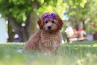Indy, a male Cavapoo for sale in Fresno, OH – 2 of 10