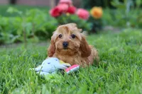 Alexa, a female Cavapoo for sale in Fresno, OH – 7 of 10
