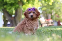 Indy, a male Cavapoo for sale in Fresno, OH – 7 of 10
